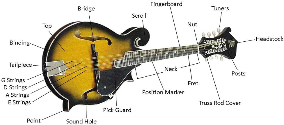 Parts of the Mandolin
