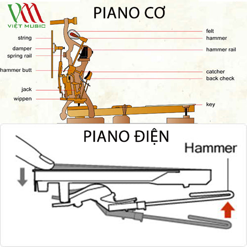 Đàn Piano Có Bao Nhiêu Phím?